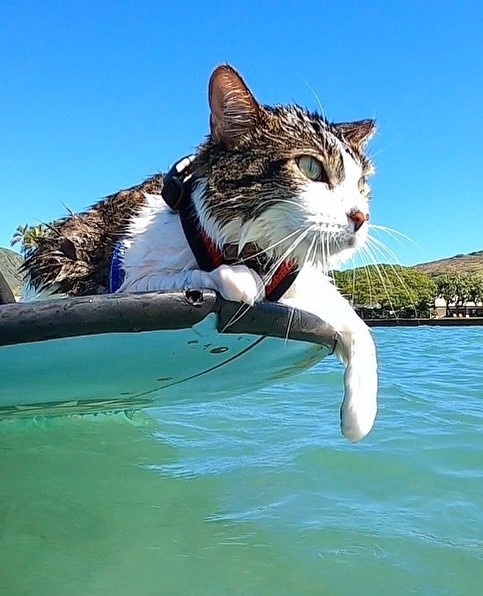 Chu meo o Hawaii noi tieng voi tai luot song tren bien anh 7
