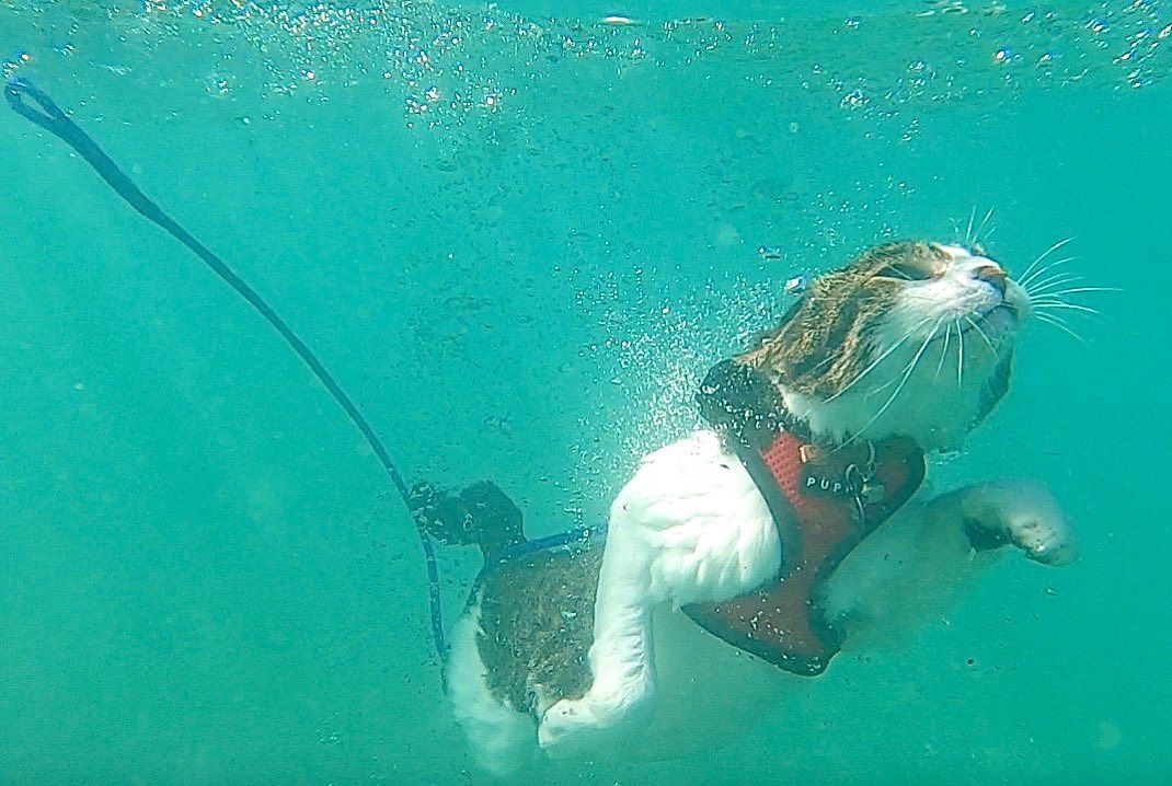 Chu meo o Hawaii noi tieng voi tai luot song tren bien anh 12