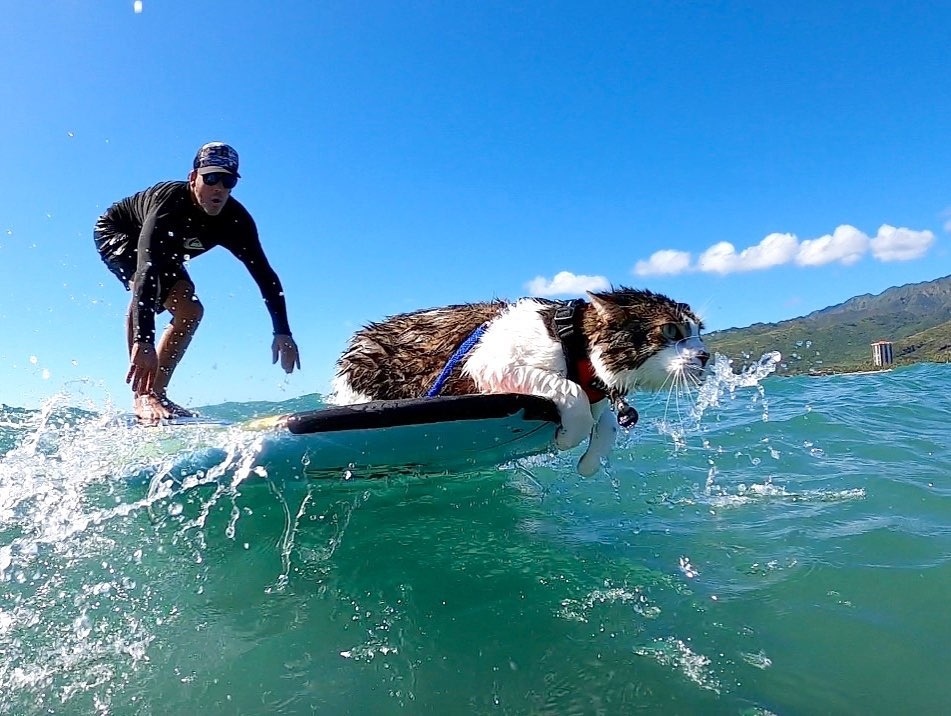 Chu meo o Hawaii noi tieng voi tai luot song tren bien anh 11