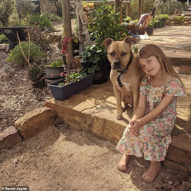 Chú chó trở thành nhân viên đưa thư trong mùa dịch ảnh 3 Chu cho tro thanh nhan vien dua thu trong mua dich anh 3