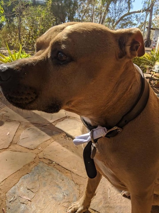 Chú chó trở thành nhân viên đưa thư trong mùa dịch ảnh 2 Chu cho tro thanh nhan vien dua thu trong mua dich anh 2