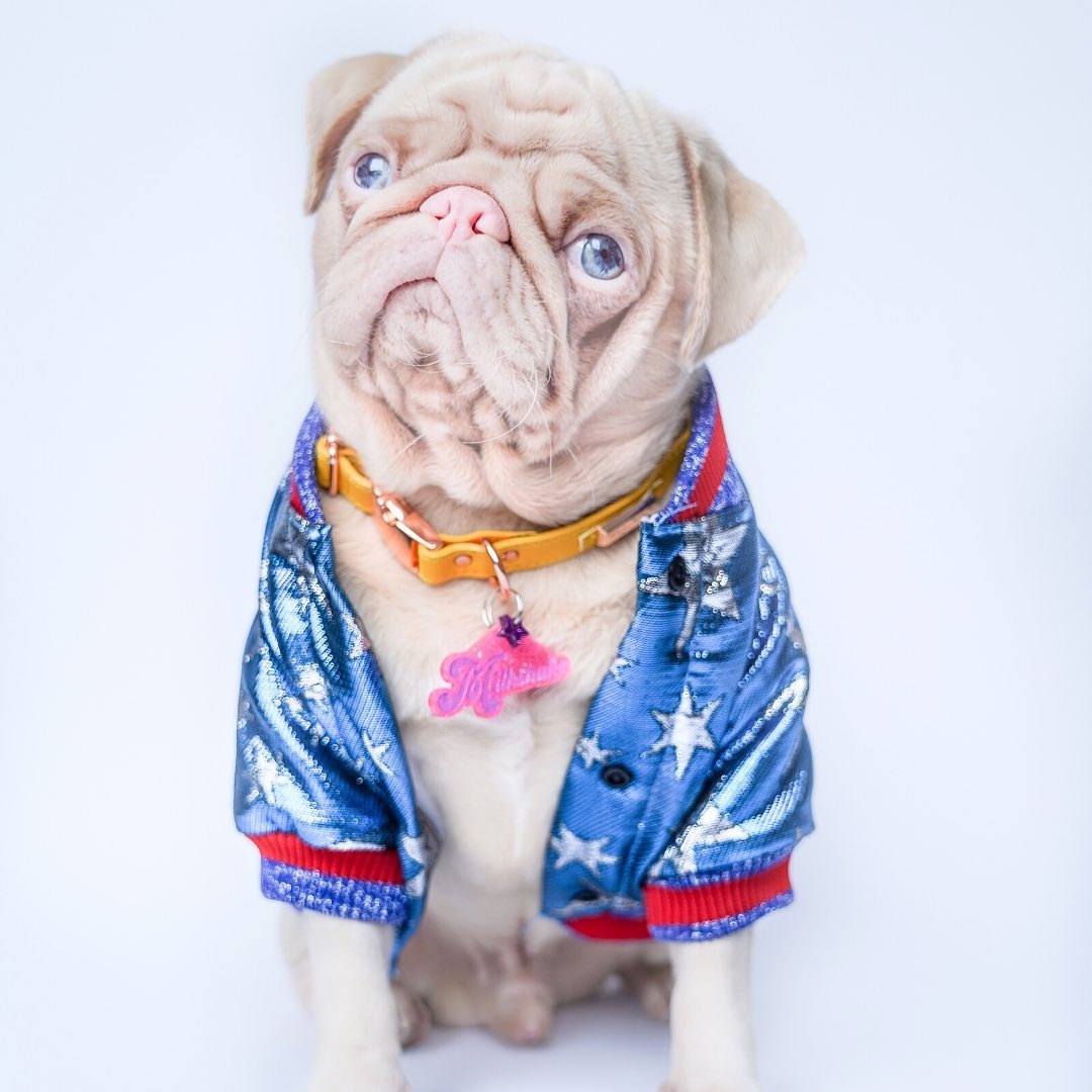 Chú chó pug gây bão với bộ lông màu hồng ảnh 8 Chu cho pug gay bao voi bo long mau hong anh 8