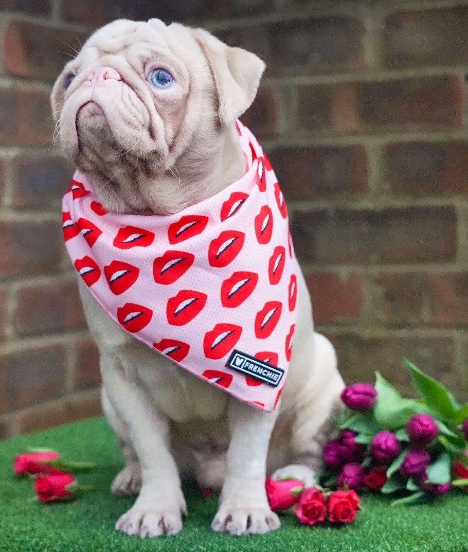 Chú chó pug gây bão với bộ lông màu hồng ảnh 12 Chu cho pug gay bao voi bo long mau hong anh 12