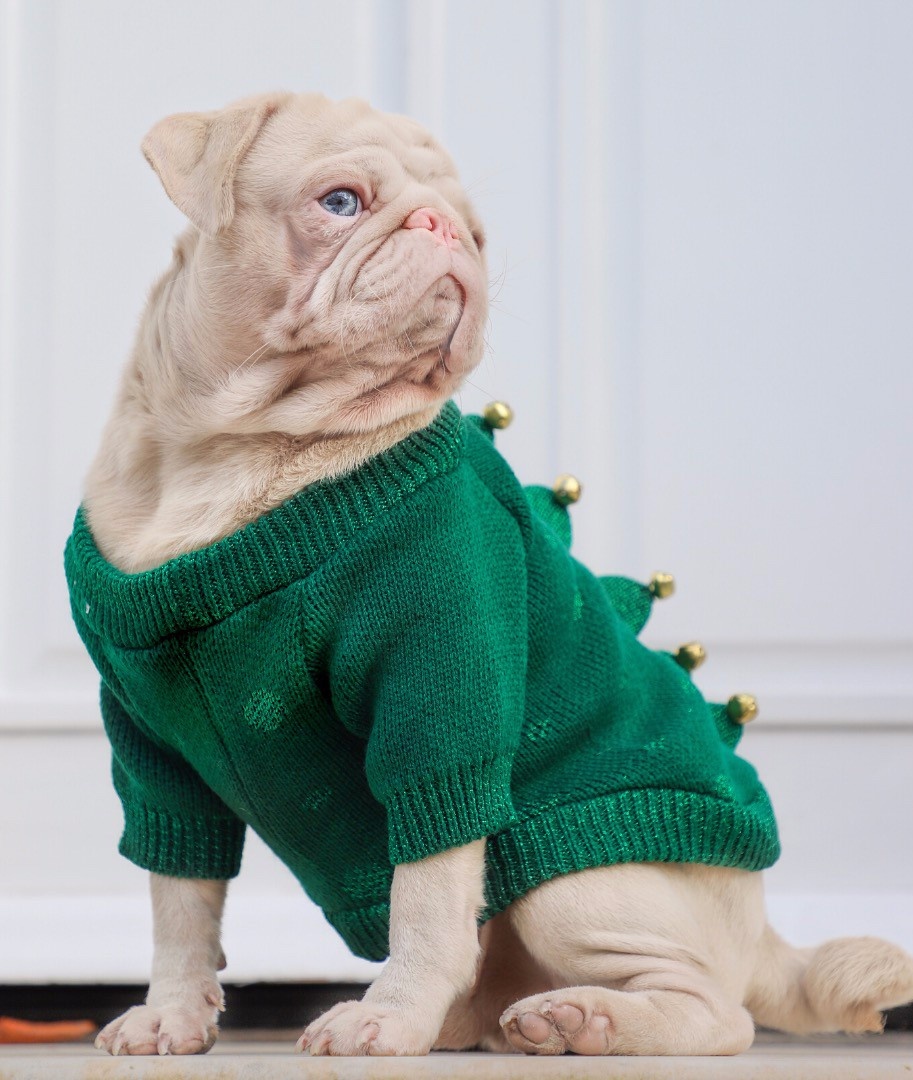 Chú chó pug gây bão với bộ lông màu hồng ảnh 11 Chu cho pug gay bao voi bo long mau hong anh 11
