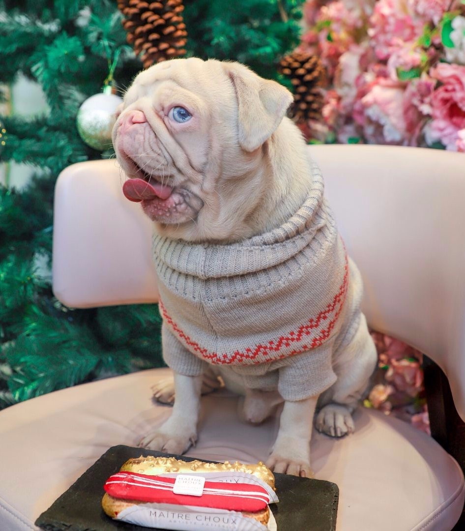 Chú chó pug gây bão với bộ lông màu hồng ảnh 10 Chu cho pug gay bao voi bo long mau hong anh 10