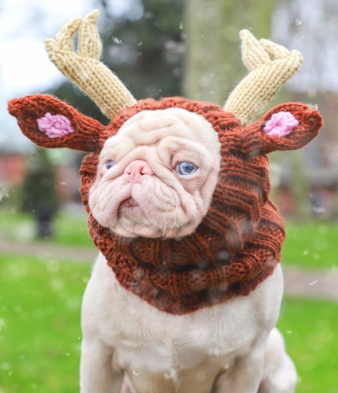 Chú chó pug gây bão với bộ lông màu hồng ảnh 6 Chu cho pug gay bao voi bo long mau hong anh 6