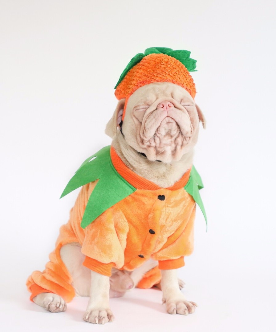 Chú chó pug gây bão với bộ lông màu hồng ảnh 7 Chu cho pug gay bao voi bo long mau hong anh 7