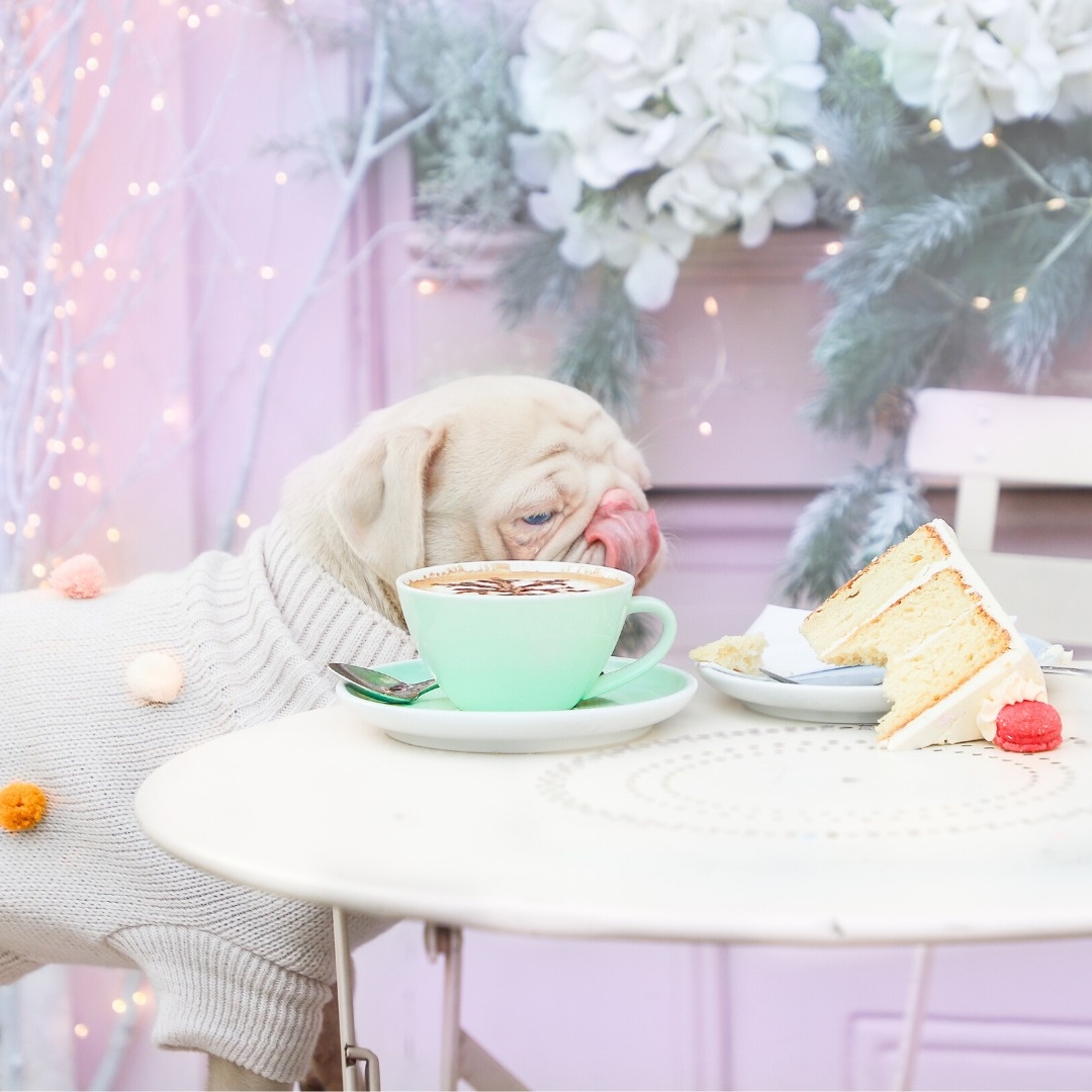 Chú chó pug gây bão với bộ lông màu hồng ảnh 1 Chu cho pug gay bao voi bo long mau hong anh 1