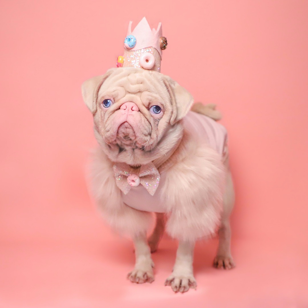 Chú chó pug gây bão với bộ lông màu hồng ảnh 5 Chu cho pug gay bao voi bo long mau hong anh 5