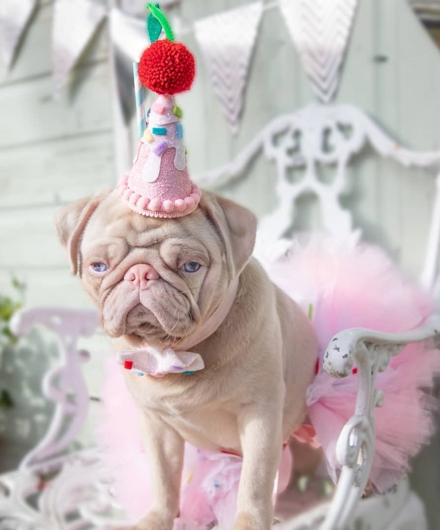 Chú chó pug gây bão với bộ lông màu hồng ảnh 2 Chu cho pug gay bao voi bo long mau hong anh 2