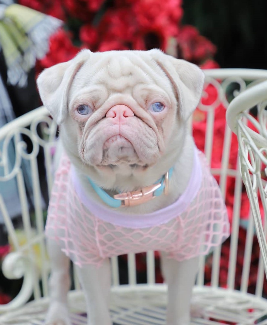 Chú chó pug gây bão với bộ lông màu hồng ảnh 3 Chu cho pug gay bao voi bo long mau hong anh 3