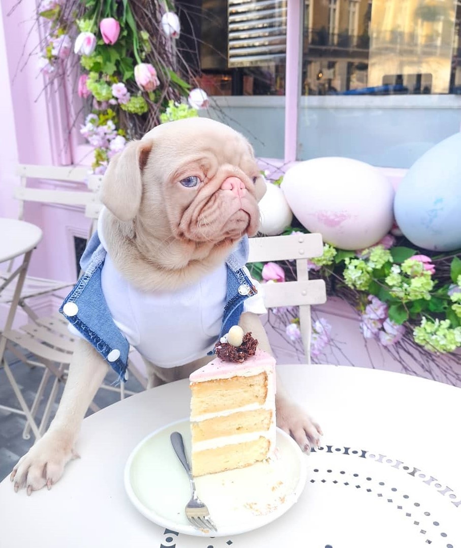 Chú chó pug gây bão với bộ lông màu hồng ảnh 9 Chu cho pug gay bao voi bo long mau hong anh 9