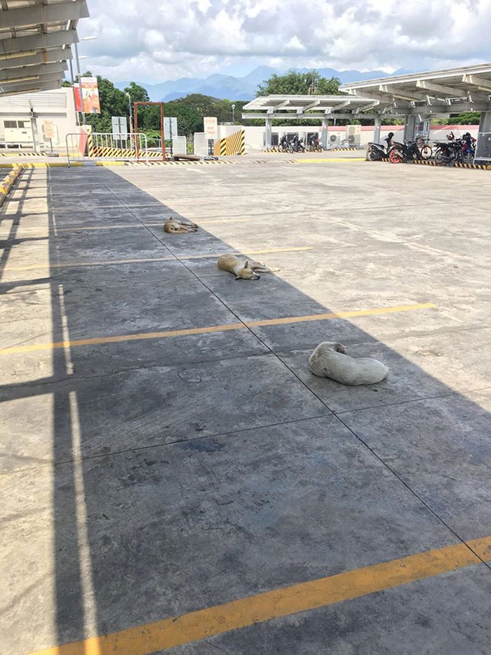 Khoảnh khắc đáng yêu của động vật khi thực hiện giãn cách xã hội  ảnh 6 Khoanh khac dang yeu cua dong vat khi thuc hien gian cach xa hoi anh 6