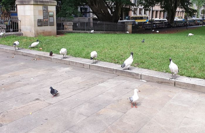 Khoảnh khắc đáng yêu của động vật khi thực hiện giãn cách xã hội  ảnh 10 Khoanh khac dang yeu cua dong vat khi thuc hien gian cach xa hoi anh 10