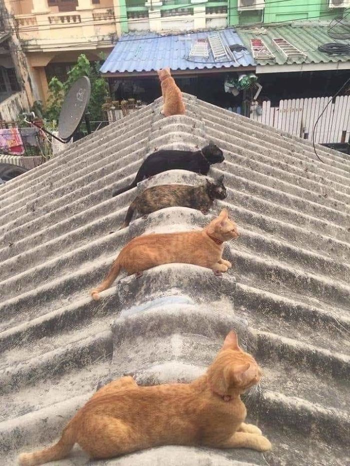 Khoảnh khắc đáng yêu của động vật khi thực hiện giãn cách xã hội  ảnh 4 Khoanh khac dang yeu cua dong vat khi thuc hien gian cach xa hoi anh 4