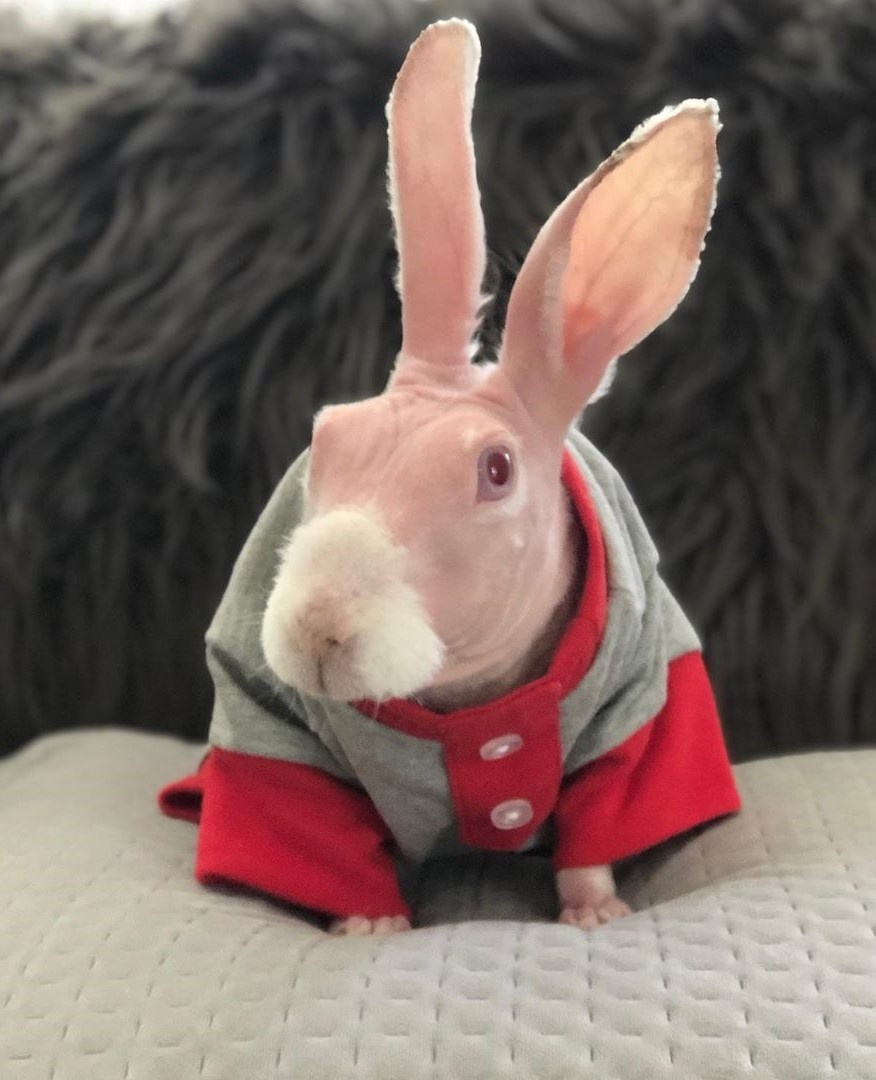Chú thỏ không lông gây bão mạng với biểu cảm ngộ nghĩnh ảnh 3 Chu tho khong long gay bao mang voi bieu cam ngo nghinh anh 3