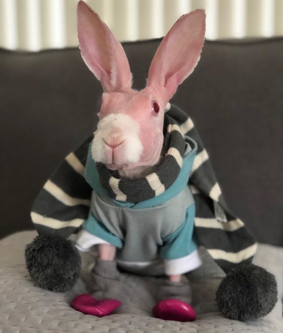 Chú thỏ không lông gây bão mạng với biểu cảm ngộ nghĩnh ảnh 7 Chu tho khong long gay bao mang voi bieu cam ngo nghinh anh 7