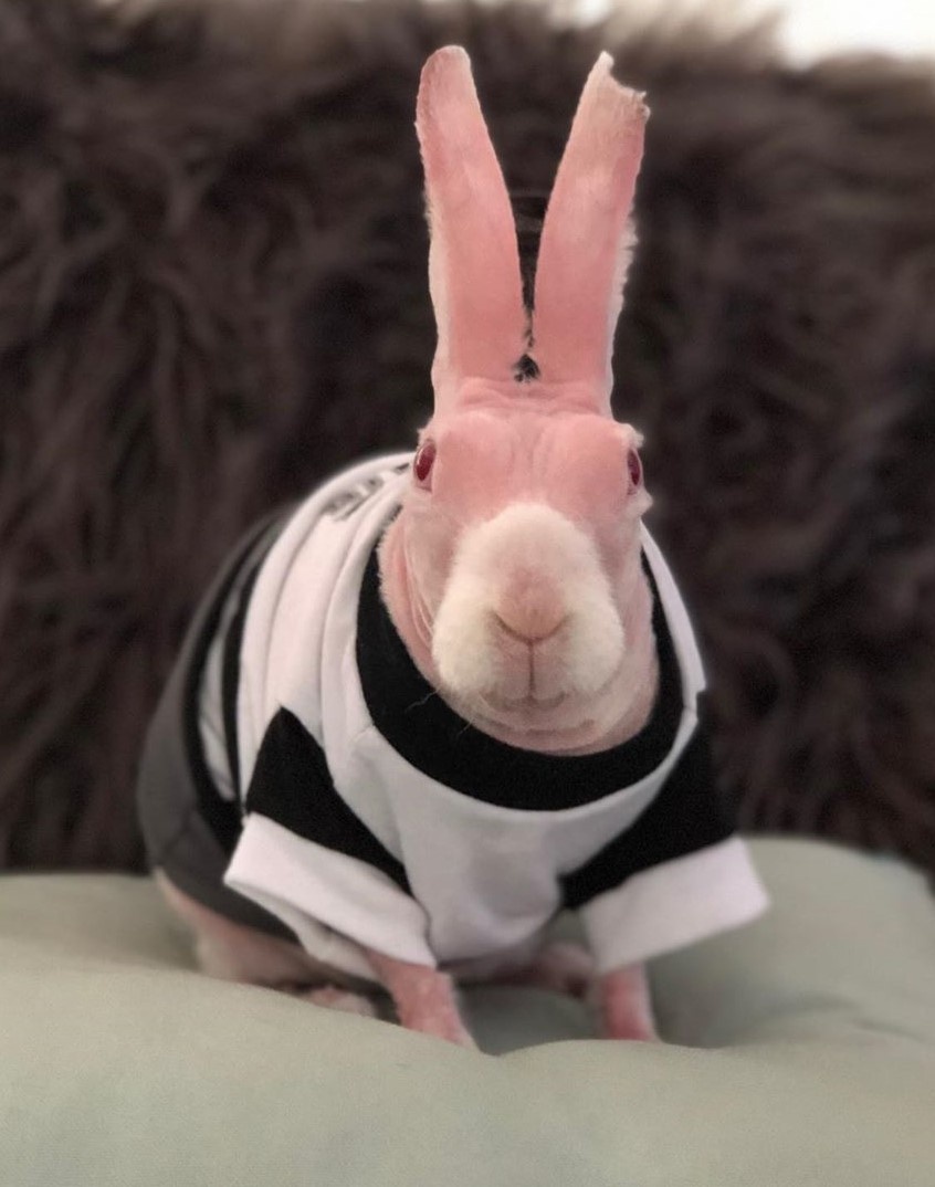 Chú thỏ không lông gây bão mạng với biểu cảm ngộ nghĩnh ảnh 8 Chu tho khong long gay bao mang voi bieu cam ngo nghinh anh 8
