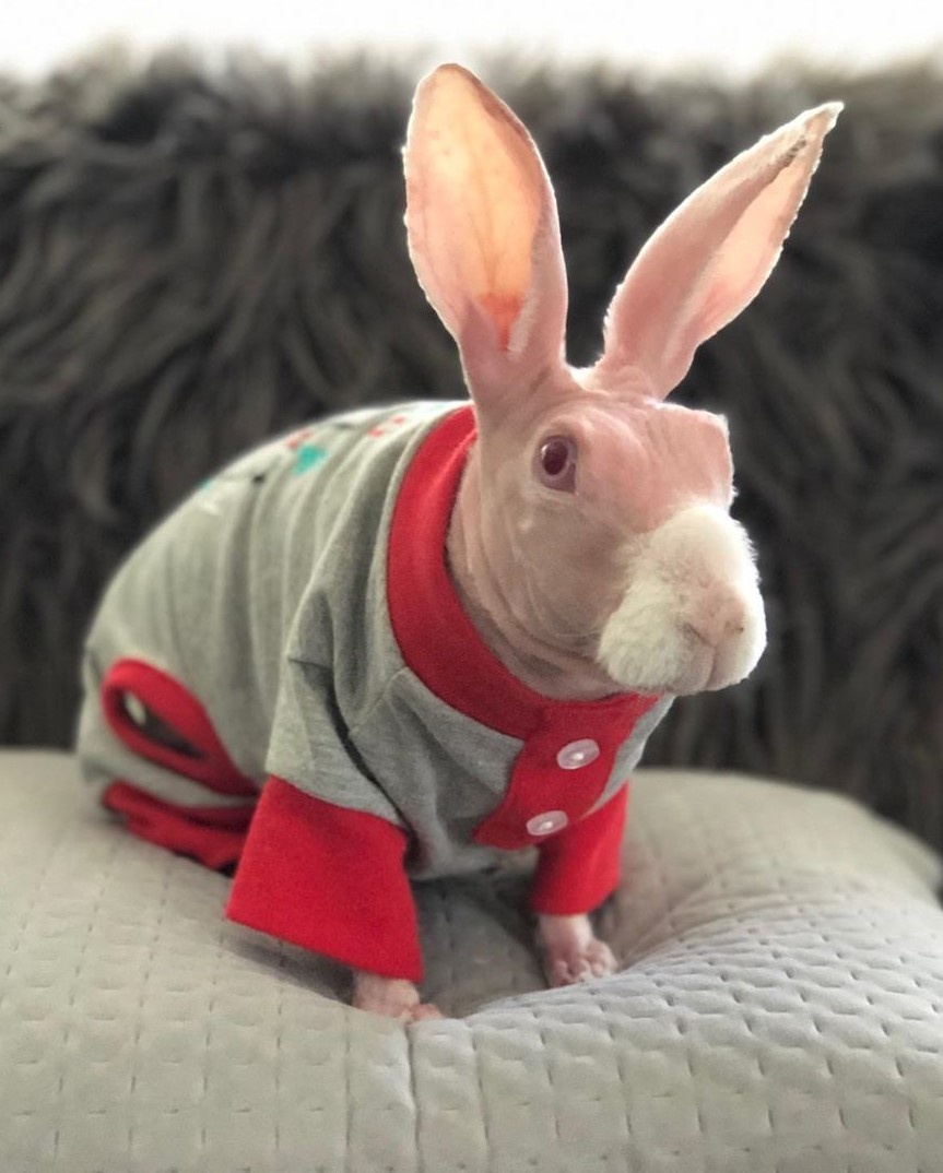 Chú thỏ không lông gây bão mạng với biểu cảm ngộ nghĩnh ảnh 2 Chu tho khong long gay bao mang voi bieu cam ngo nghinh anh 2