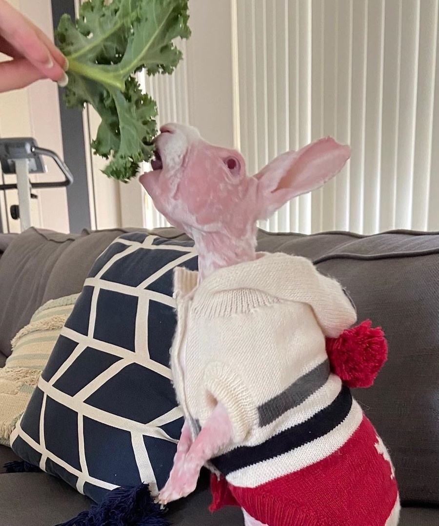 Chú thỏ không lông gây bão mạng với biểu cảm ngộ nghĩnh ảnh 9 Chu tho khong long gay bao mang voi bieu cam ngo nghinh anh 9