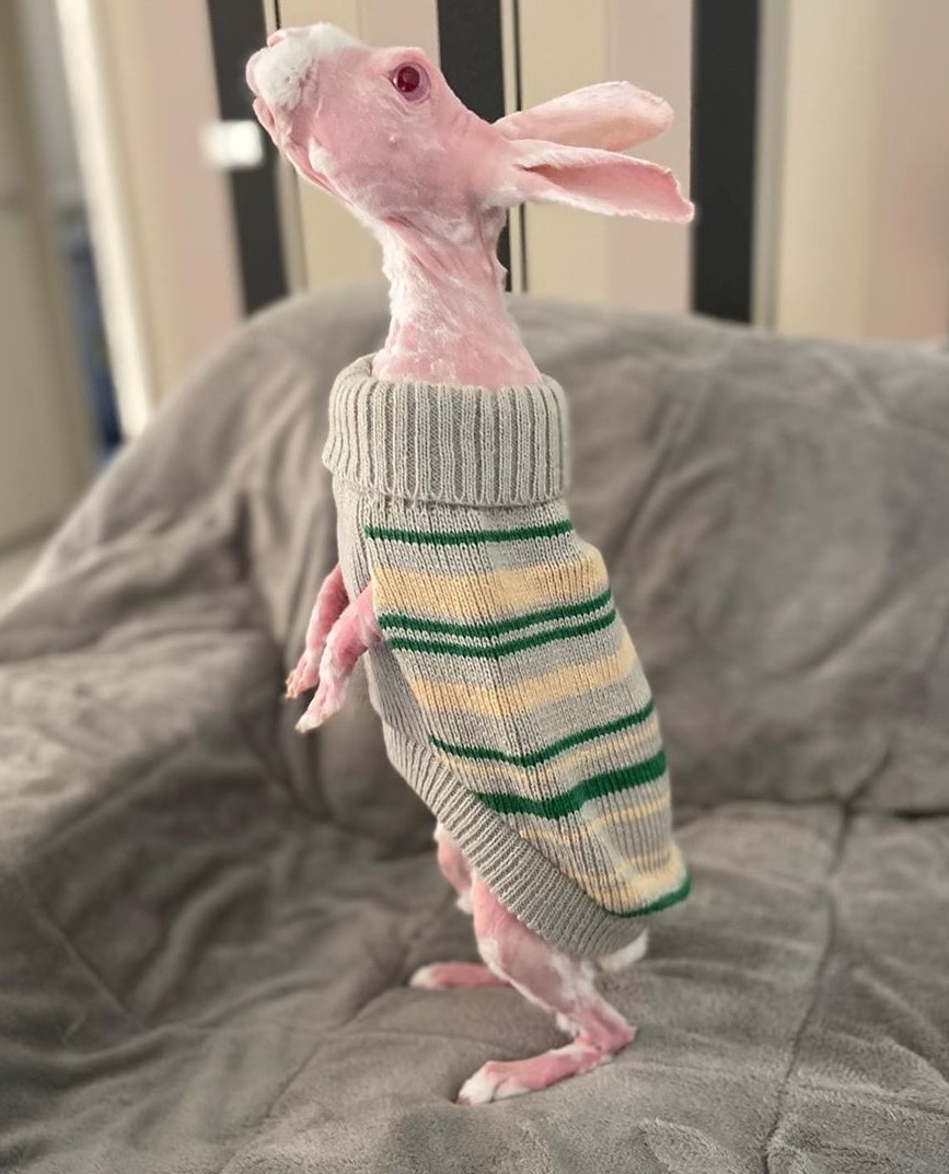 Chú thỏ không lông gây bão mạng với biểu cảm ngộ nghĩnh ảnh 10 Chu tho khong long gay bao mang voi bieu cam ngo nghinh anh 10