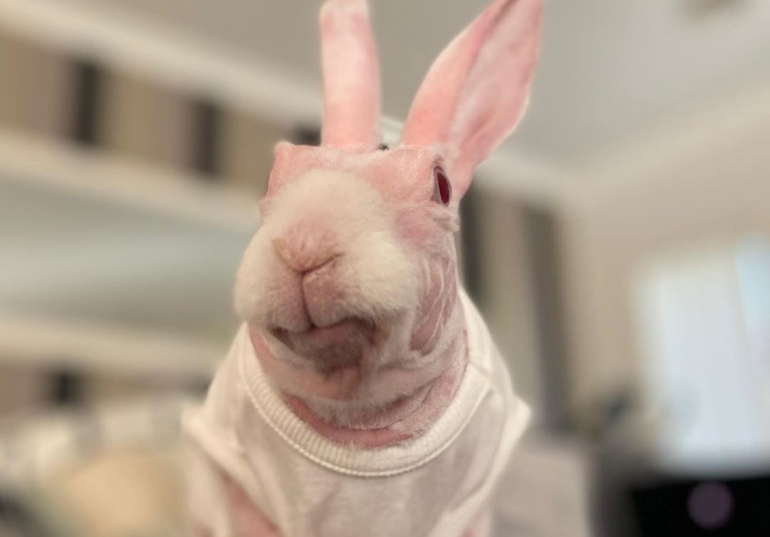 Chu tho khong long gay bao mang voi bieu cam ngo nghinh hinh anh