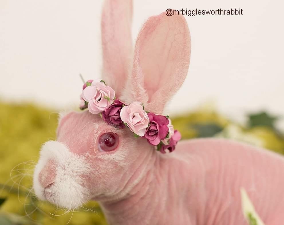 Chu tho khong long gay bao mang voi bieu cam ngo nghinh anh 1