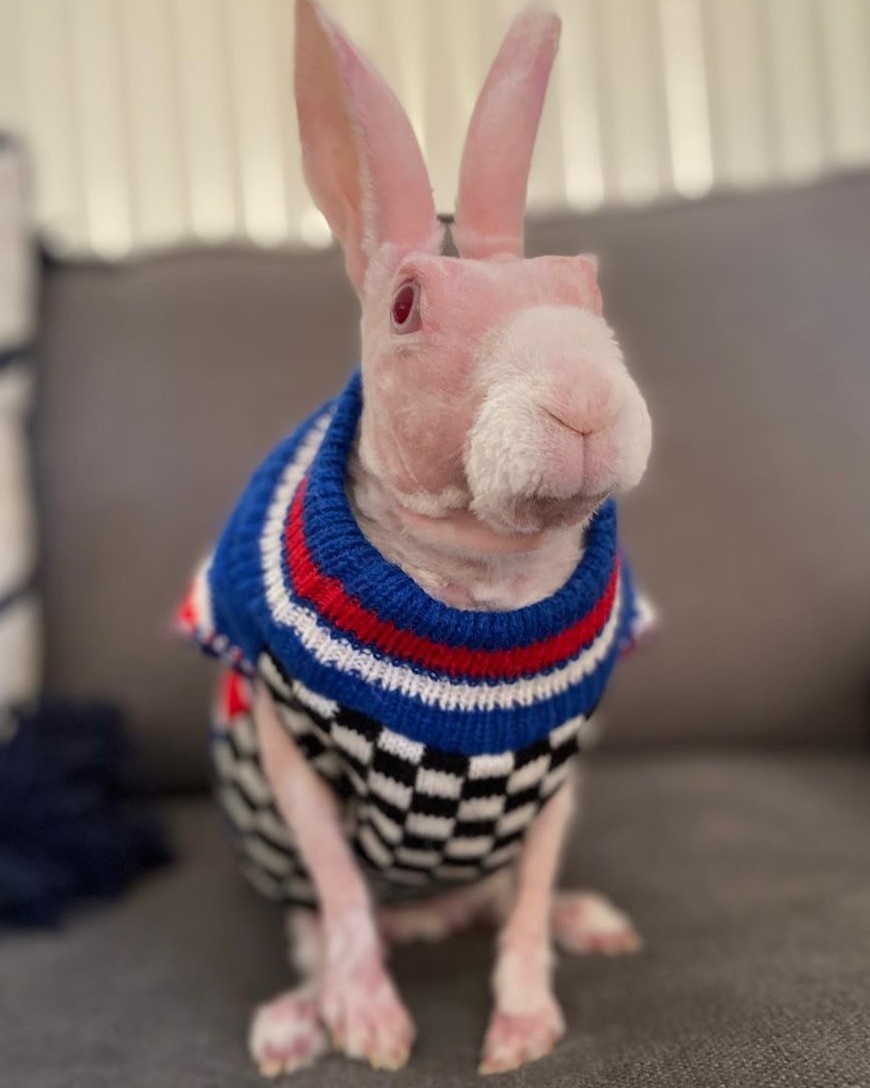 Chú thỏ không lông gây bão mạng với biểu cảm ngộ nghĩnh ảnh 5 Chu tho khong long gay bao mang voi bieu cam ngo nghinh anh 5