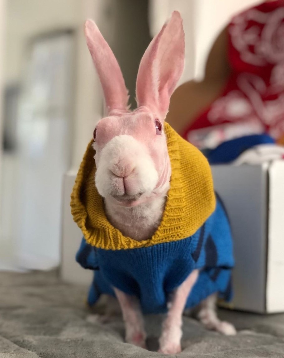 Chú thỏ không lông gây bão mạng với biểu cảm ngộ nghĩnh ảnh 4 Chu tho khong long gay bao mang voi bieu cam ngo nghinh anh 4