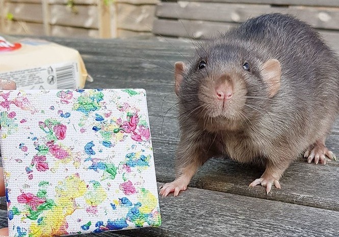 Chu chuot co tai ve tranh khien nhieu nguoi bat ngo hinh anh