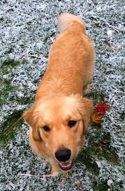 thu cung cua gioi sieu giau anh 14