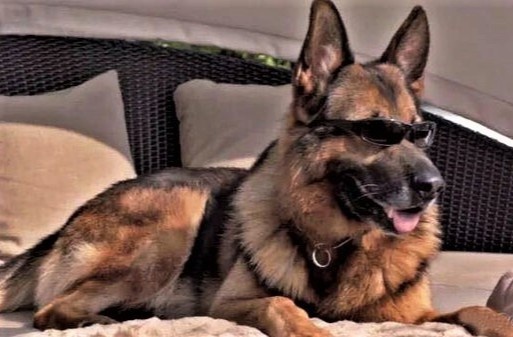 5 thu cung noi tieng cua gioi sieu giau hinh anh