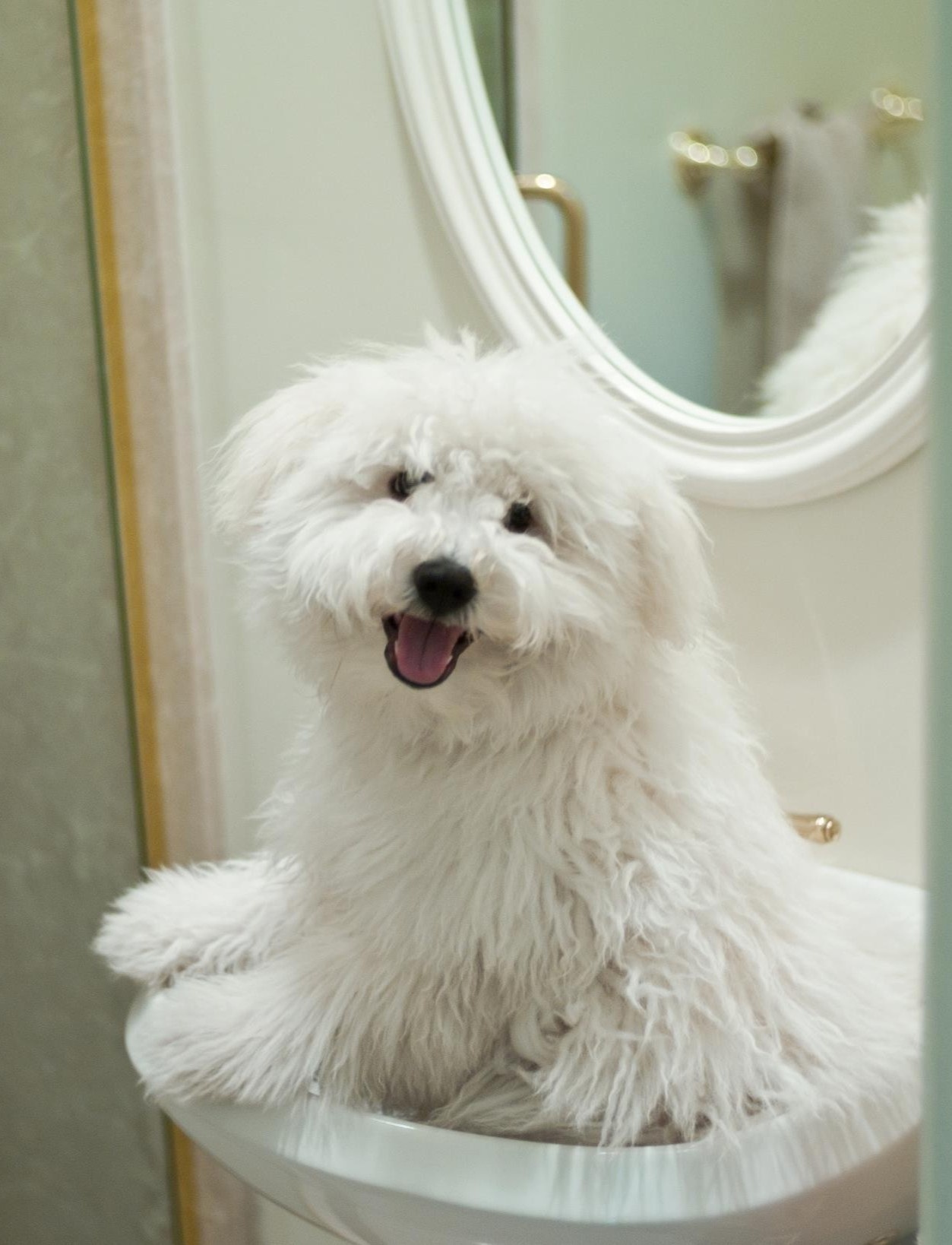 thu cung cua gioi sieu giau anh 3