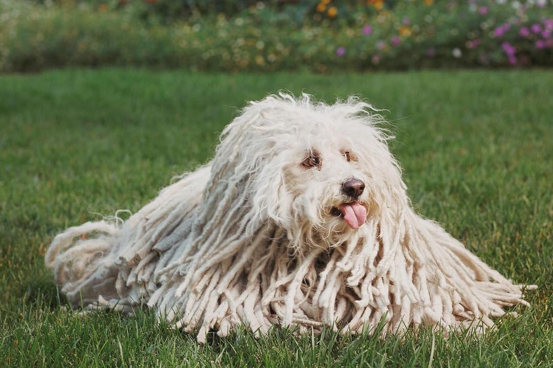 thu cung cua gioi sieu giau anh 1