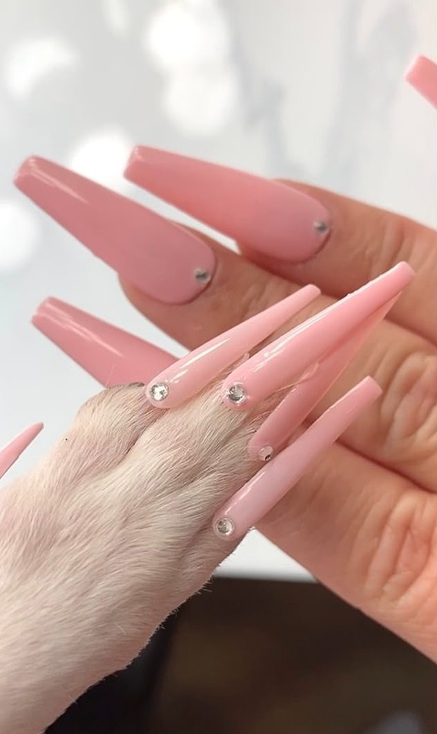 Cô gái bị dọa kiện vì làm nail cho chó cưng ảnh 1 Co gai bi doa kien vi lam nail cho cho cung anh 1