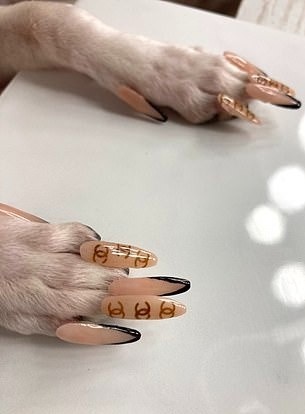 Cô gái bị dọa kiện vì làm nail cho chó cưng ảnh 2 Co gai bi doa kien vi lam nail cho cho cung anh 2