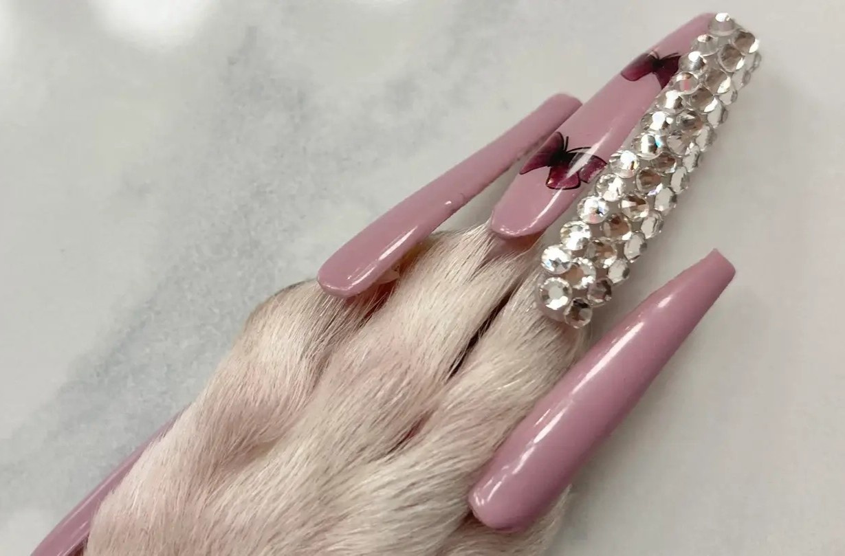 Co gai bi doa kien toi nguoc dai khi lam nail cho cho cung hinh anh