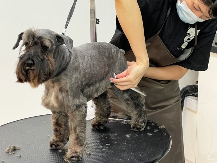 Nguoi giau Singapore chi bon tien cho thu cung di spa anh 2