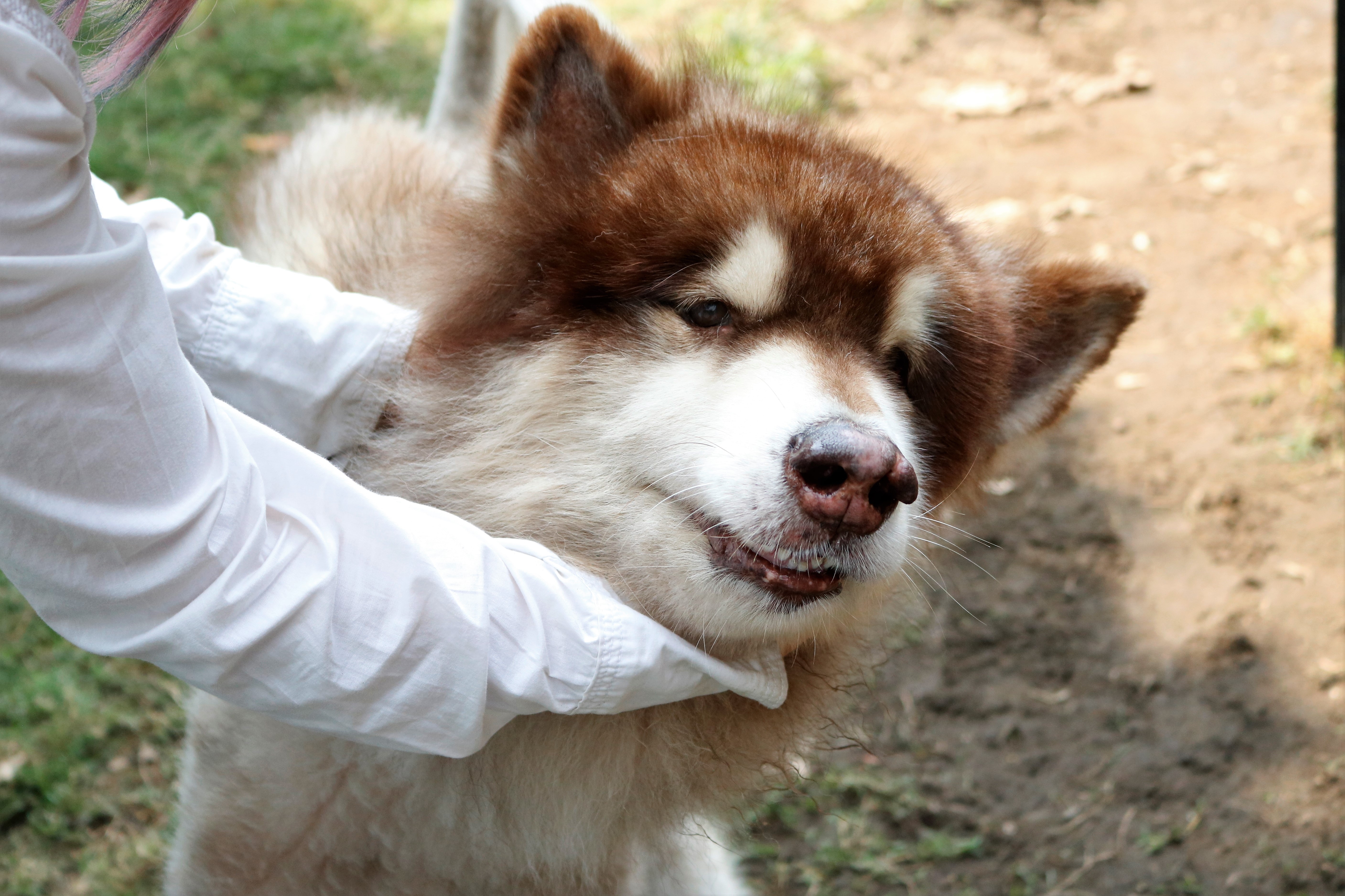 Chi 30 trieu dong de gui cho,  meo xuyen Tet o TP.HCM anh 1