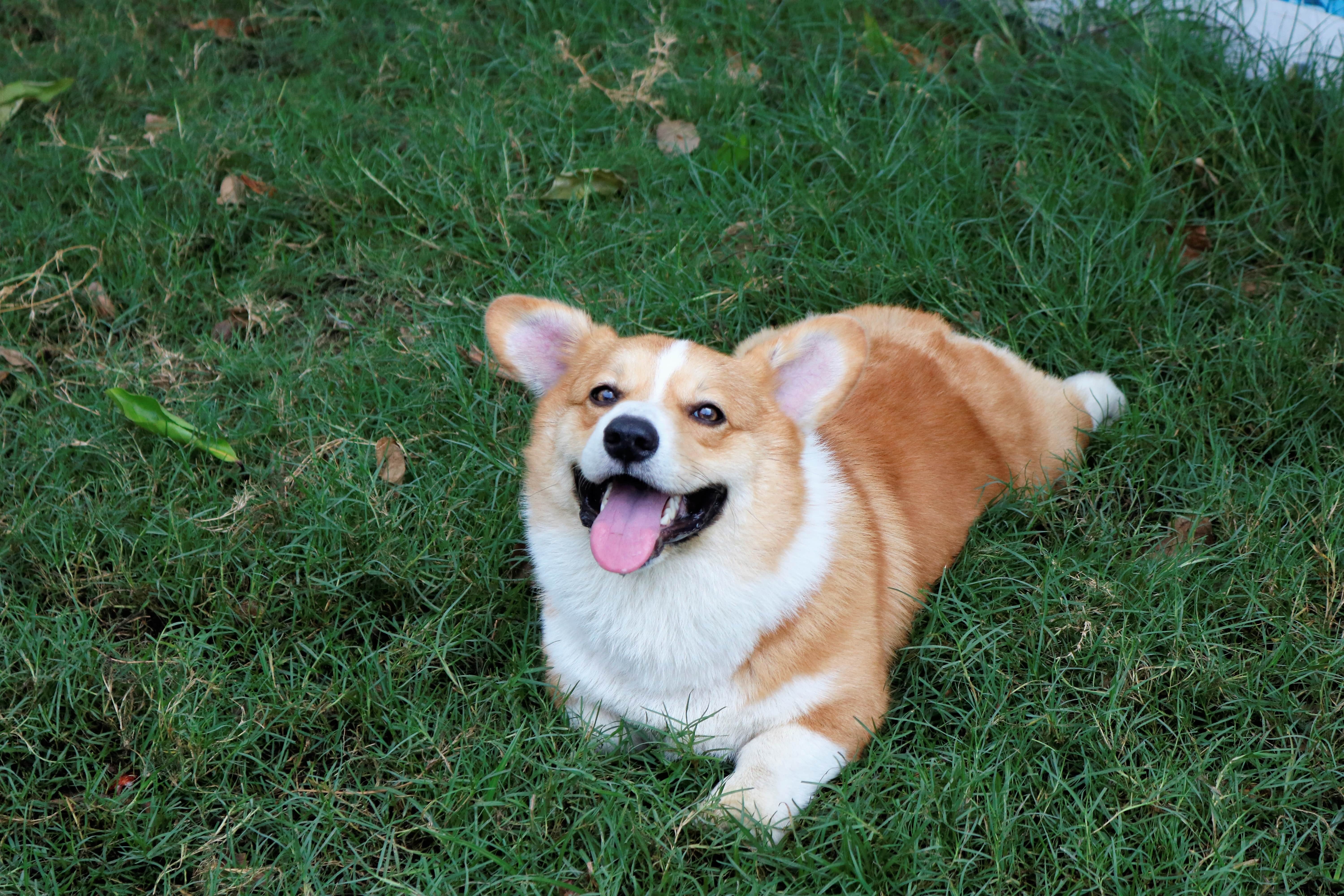 Chi 30 trieu dong de gui cho,  meo xuyen Tet o TP.HCM anh 6