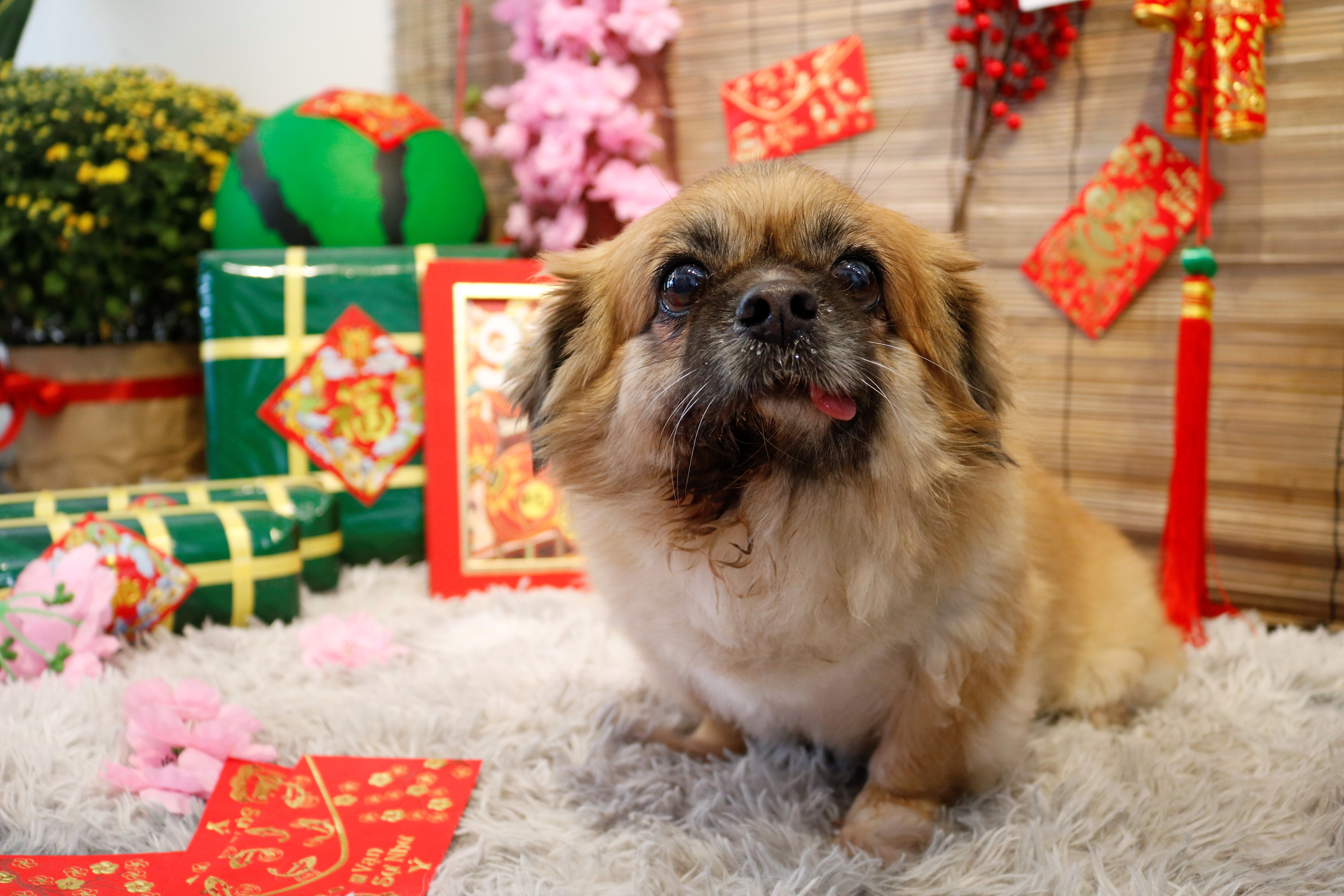 Chi 30 trieu dong de gui cho,  meo xuyen Tet o TP.HCM anh 3