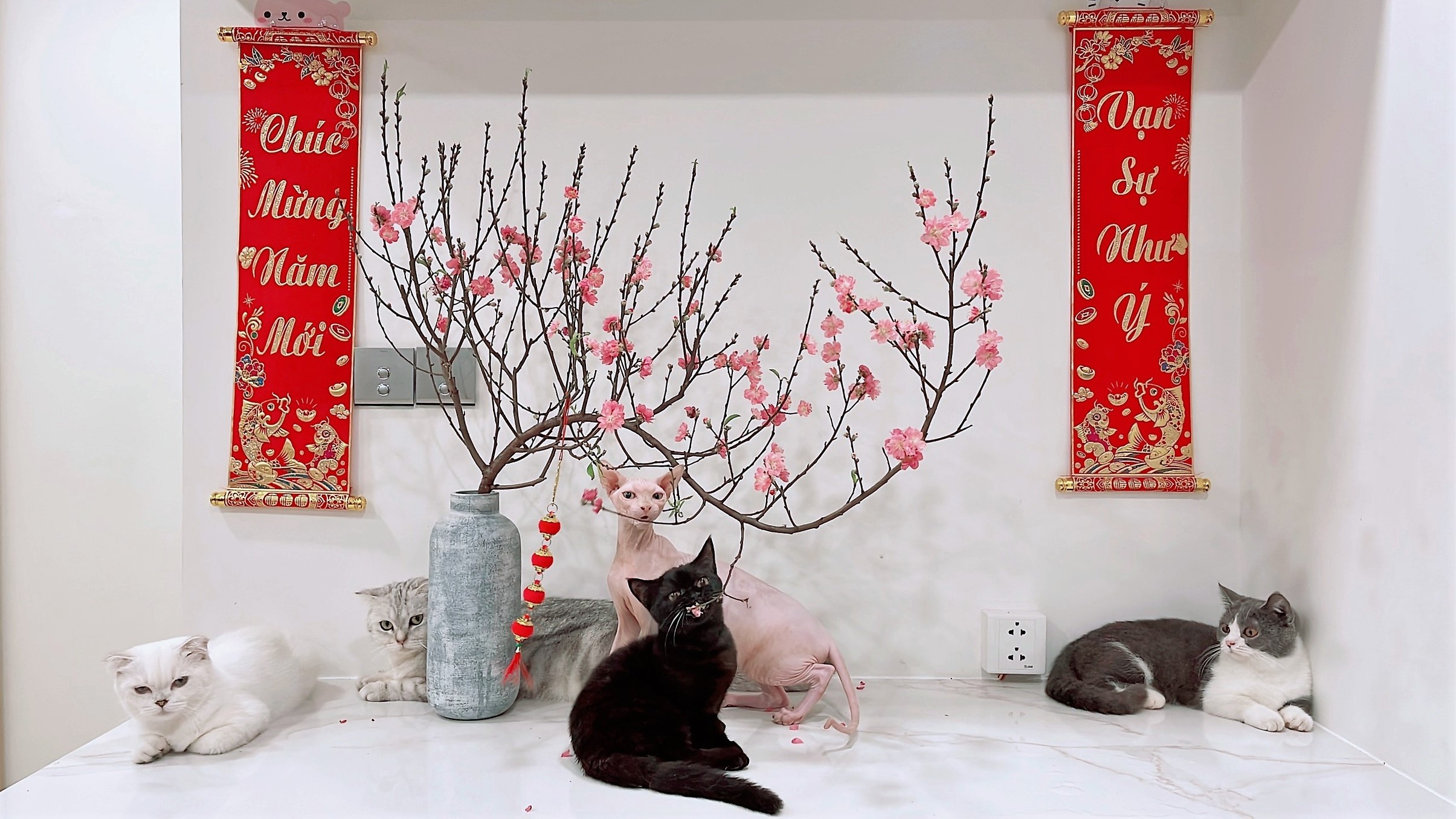 Chi 30 trieu dong de gui cho,  meo xuyen Tet o TP.HCM anh 8