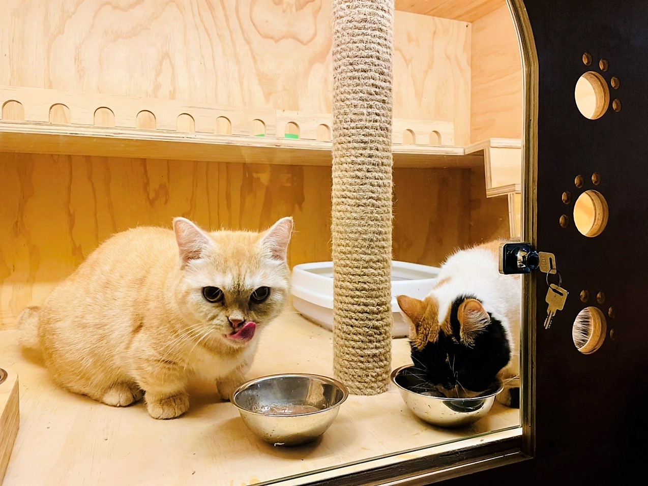 Chi 30 trieu dong de gui cho,  meo xuyen Tet o TP.HCM anh 7