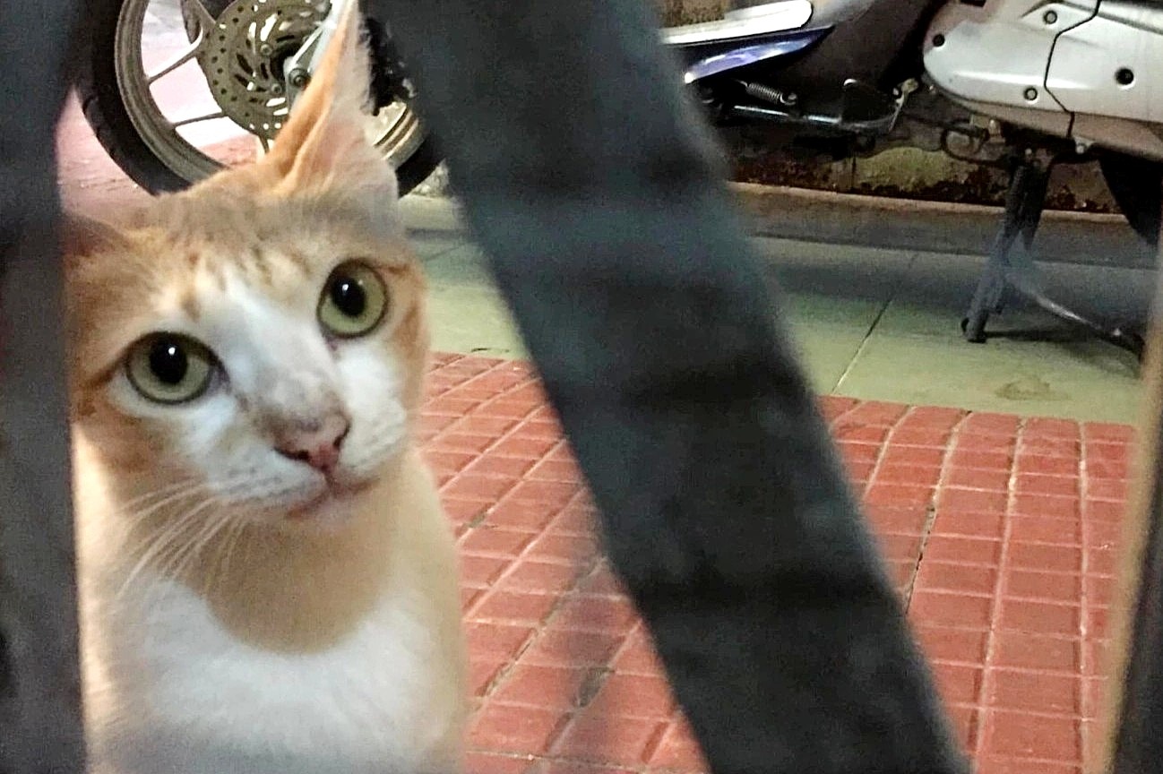 Nguoi danh ba meo o chung cu TP.HCM: 'Toi hanh dong dai dot' hinh anh