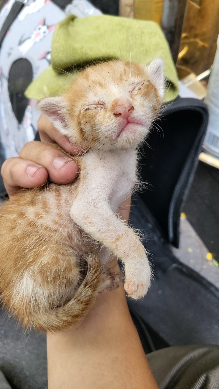 đánh bả mèo hoang chung cư Sài Gòn ảnh 2 danh ba meo hoang chung cu Sai Gon anh 2