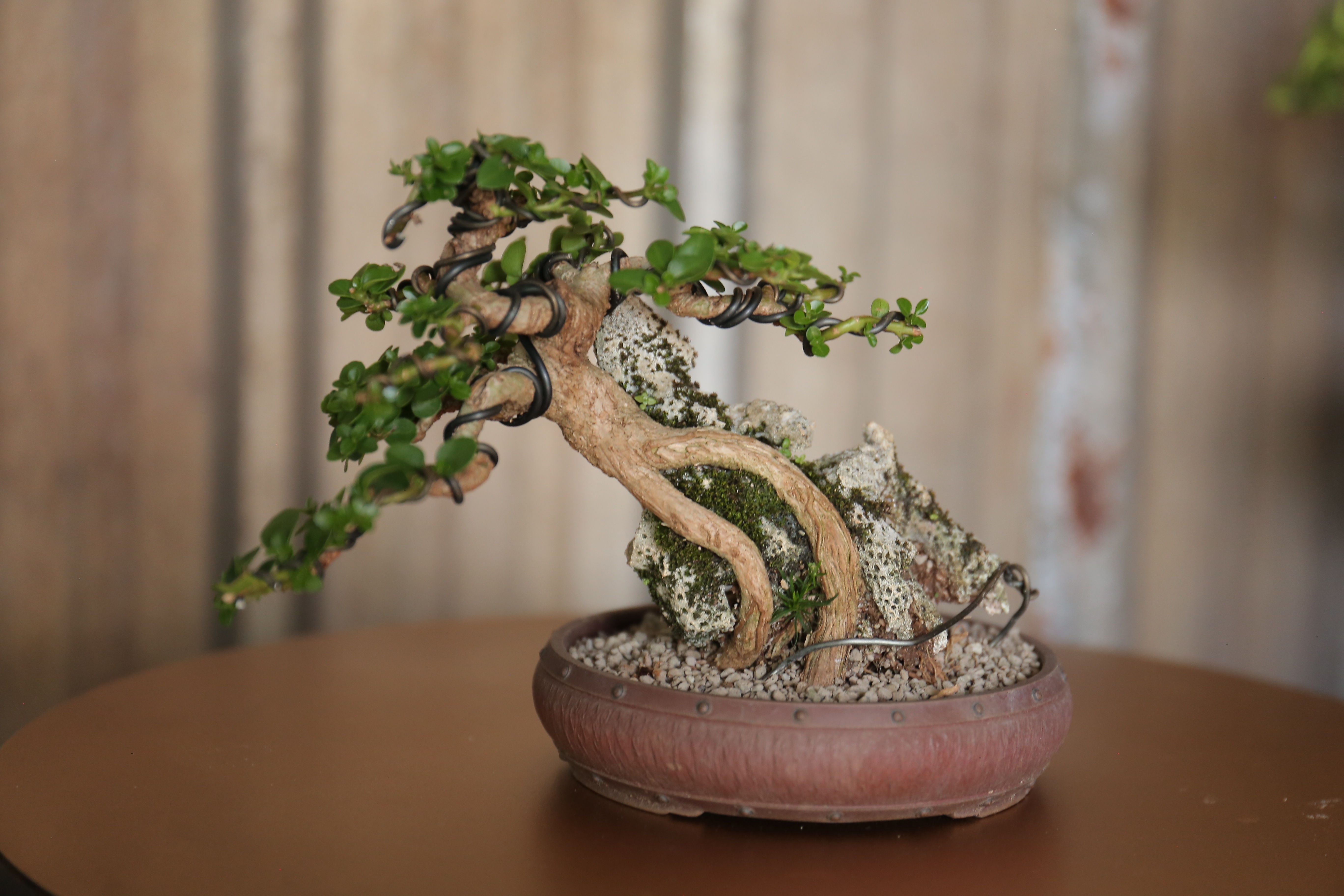 Kiem chuc trieu dong nho kinh doanh bonsai anh 2