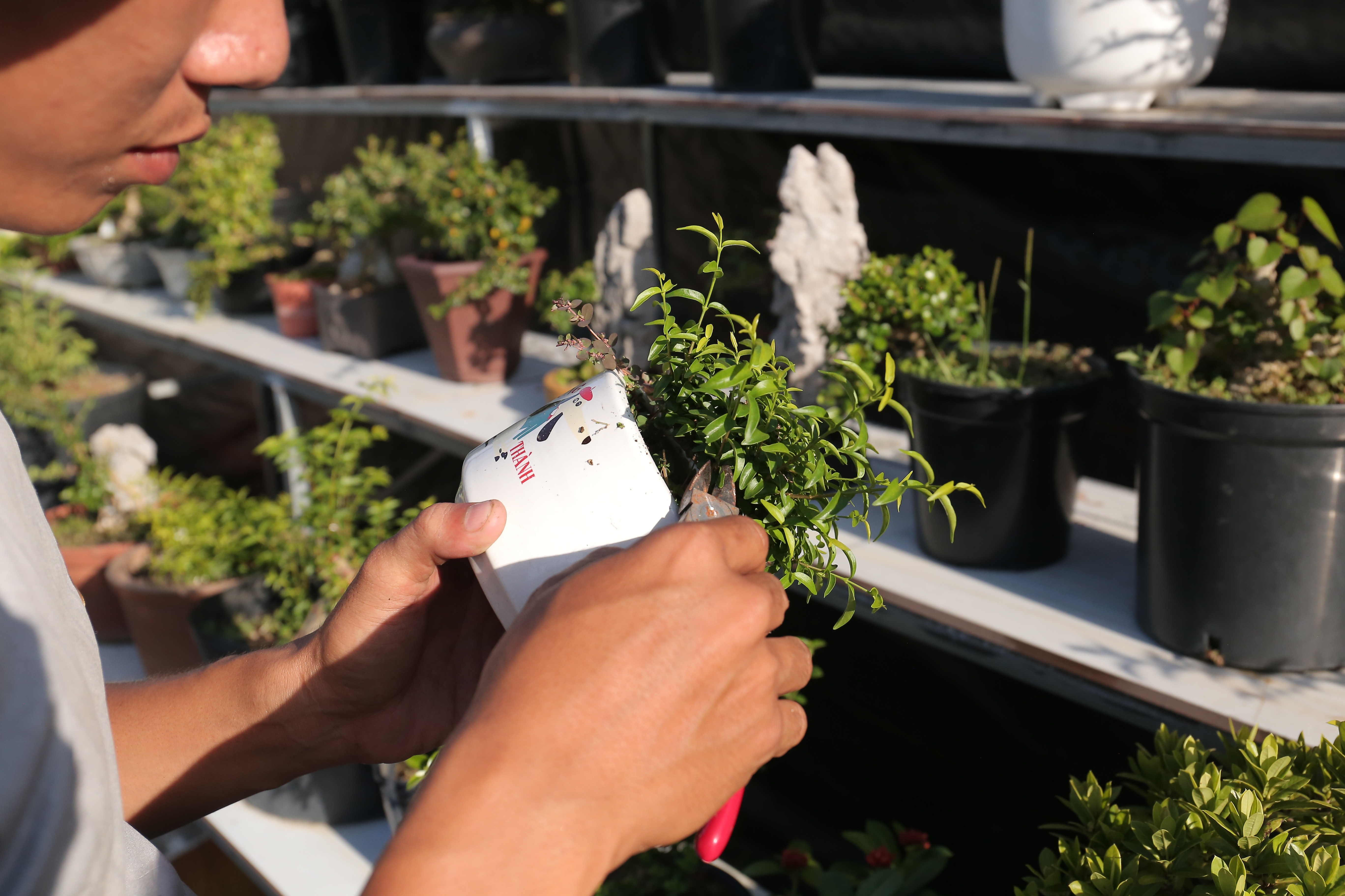 Kiem chuc trieu dong nho kinh doanh bonsai anh 7