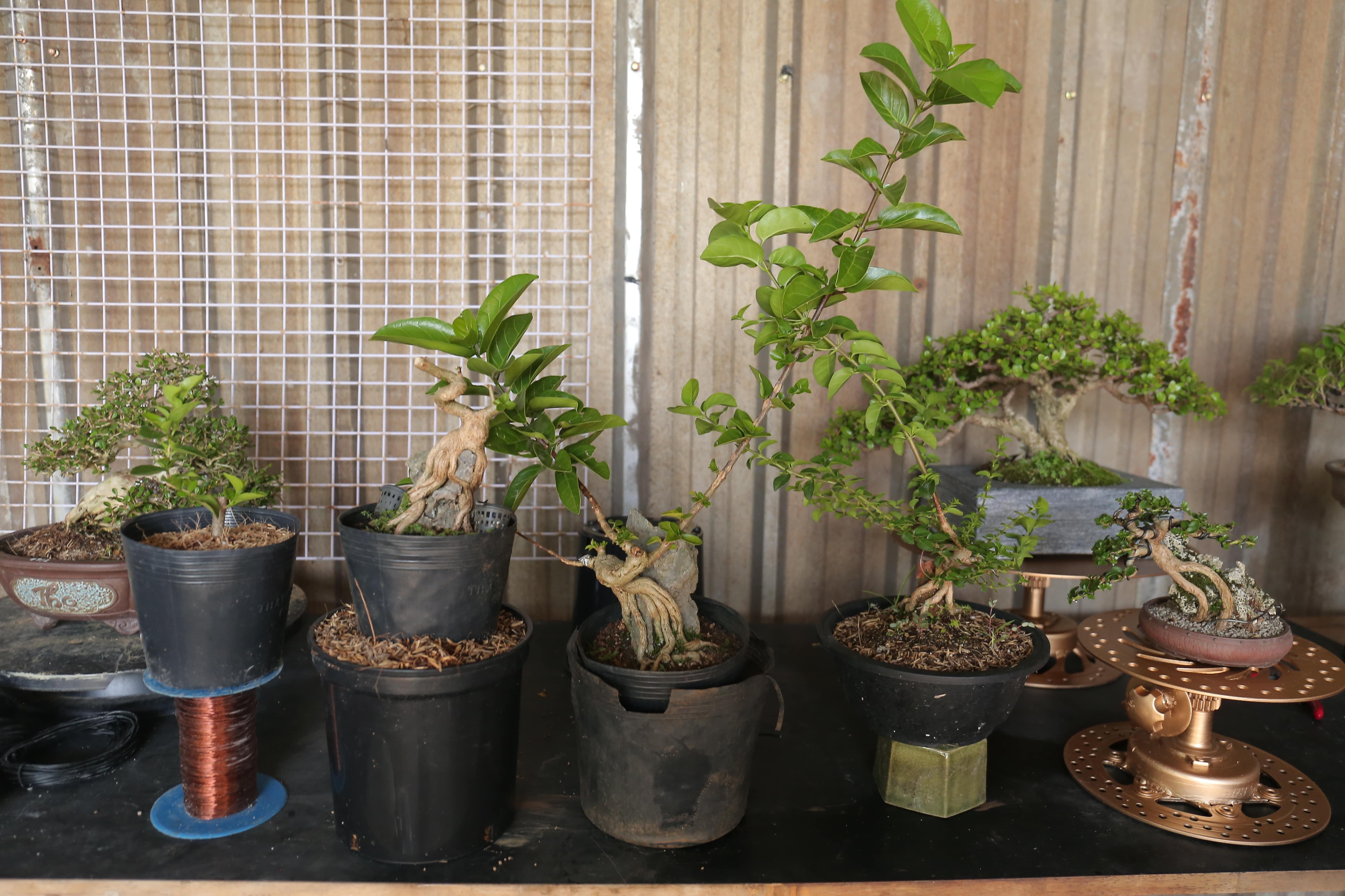 Kiem chuc trieu dong nho kinh doanh bonsai anh 3