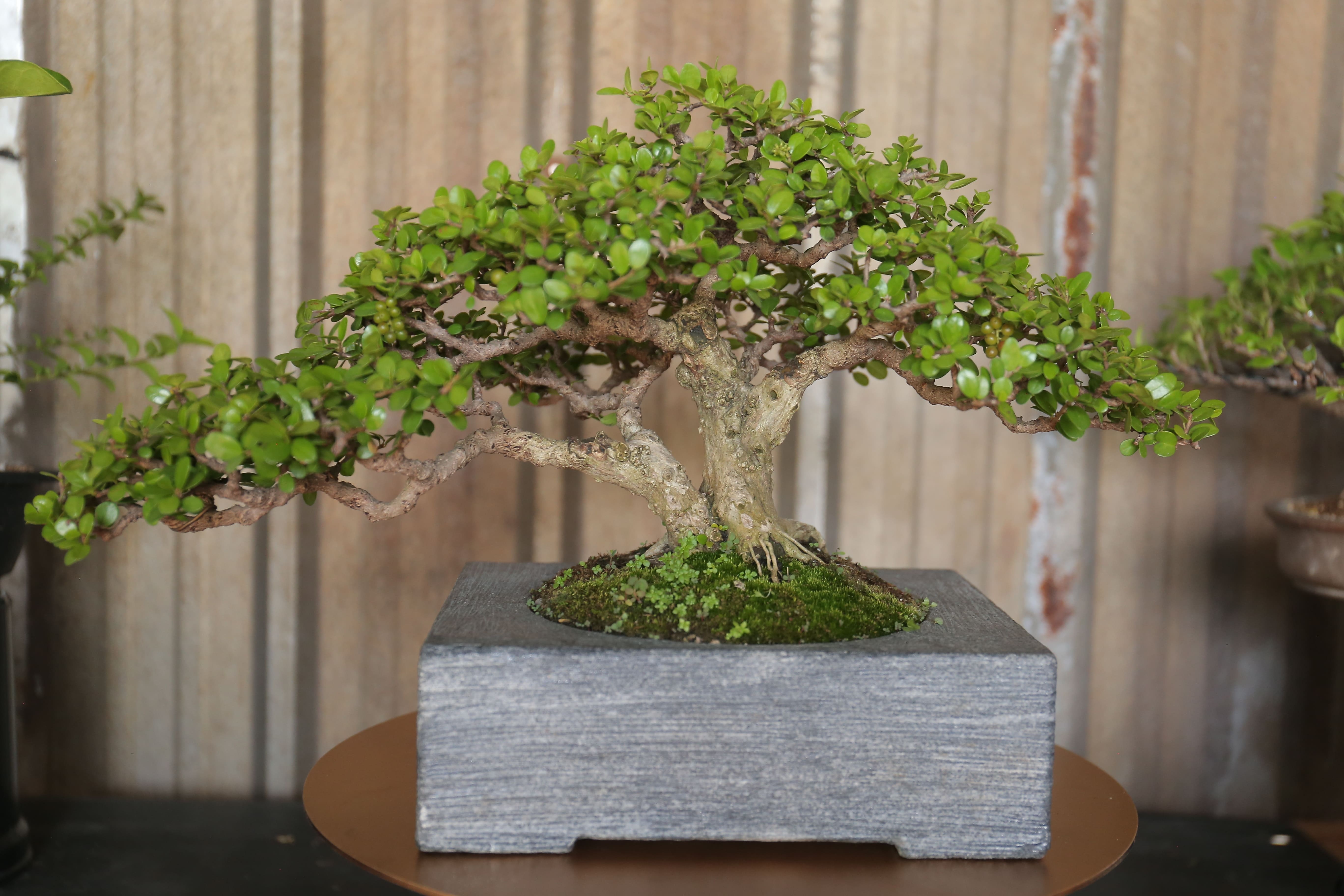Kiem chuc trieu dong nho kinh doanh bonsai anh 4