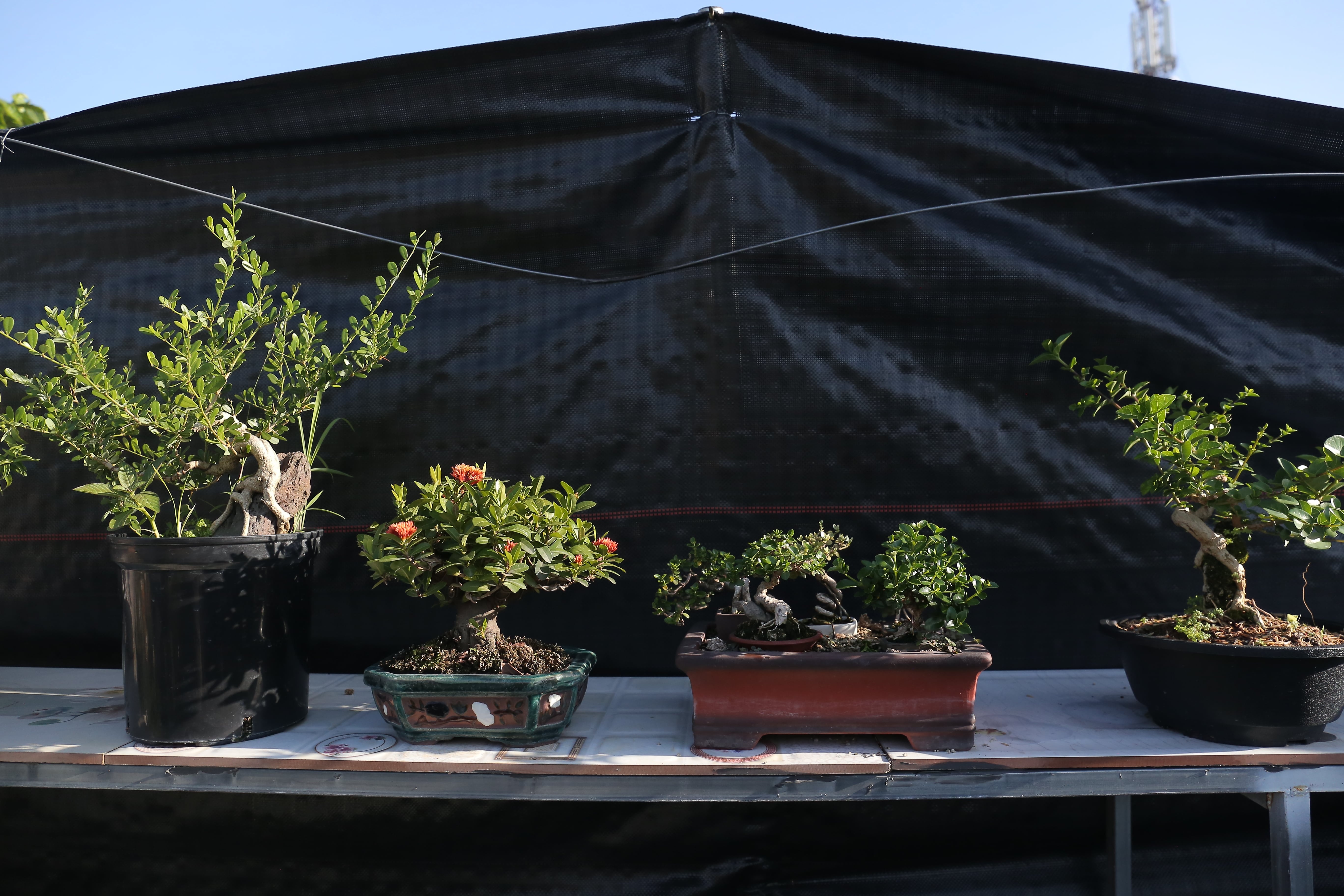 Kiem chuc trieu dong nho kinh doanh bonsai anh 6